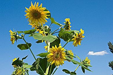 生存游戏《Pacific Drive》延期至2024年发售