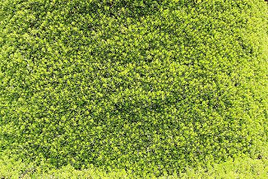 据称老任以《星之卡比》新作优先开发权换取樱井政博回归《大乱斗6》